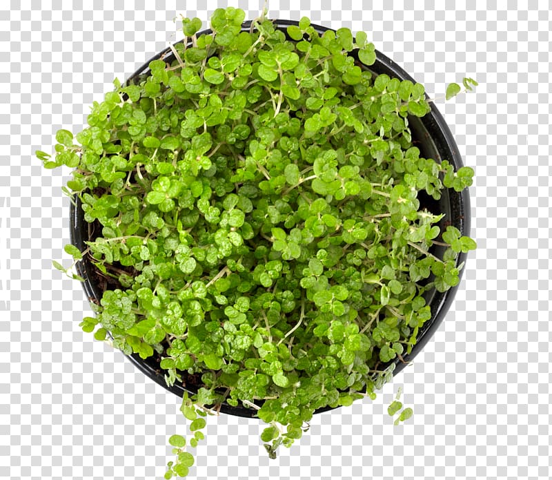 potted top view transparent background PNG clipart