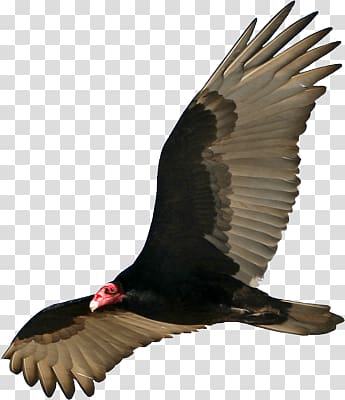 black vulture, Vulture Open Wings transparent background PNG clipart