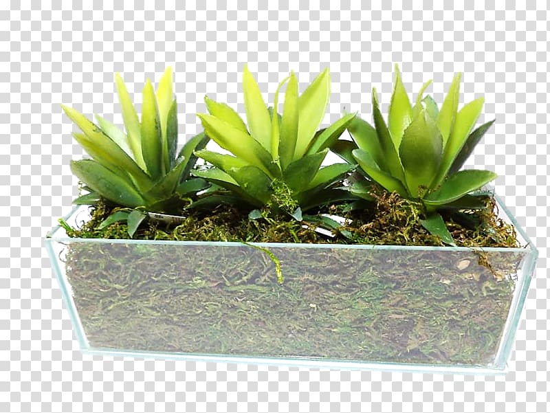 Houseplant Flowerpot, SUCULENTA transparent background PNG clipart