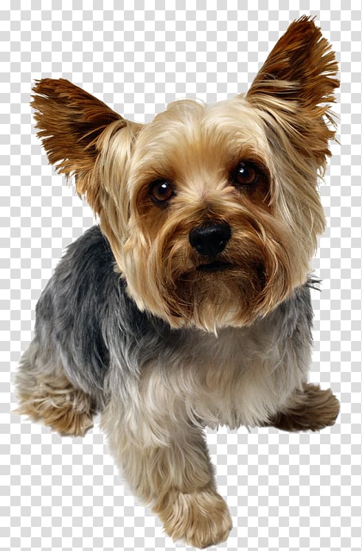 Yorkshire Terrier Puppy Yorkipoo Poodle Dog breed, puppy transparent background PNG clipart