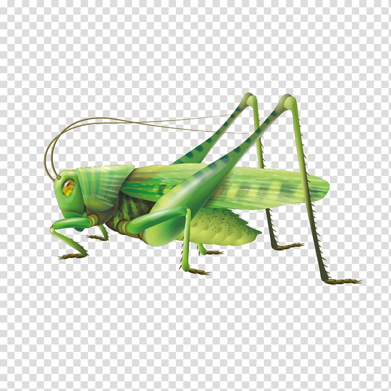 Grasshopper , Vivid green grasshopper transparent background PNG clipart