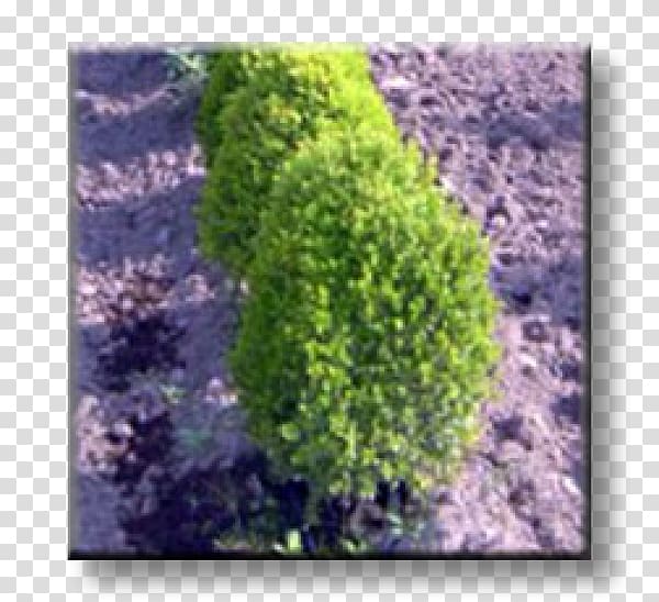Buxus sempervirens Бордюр Shrub Evergreen Ornamental plant, tree transparent background PNG clipart