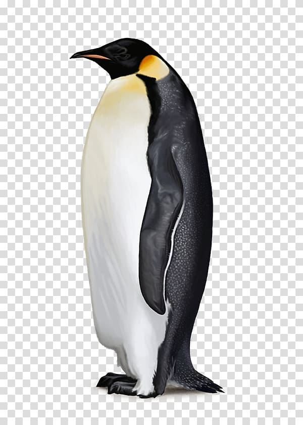 white and black penguin, Antarctica Penguins are Waterbirds Flightless bird, penguins transparent background PNG clipart