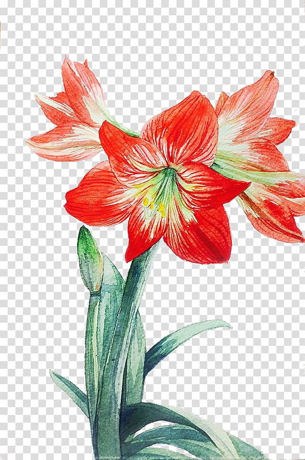 Lilium Red Flower, Red lily transparent background PNG clipart