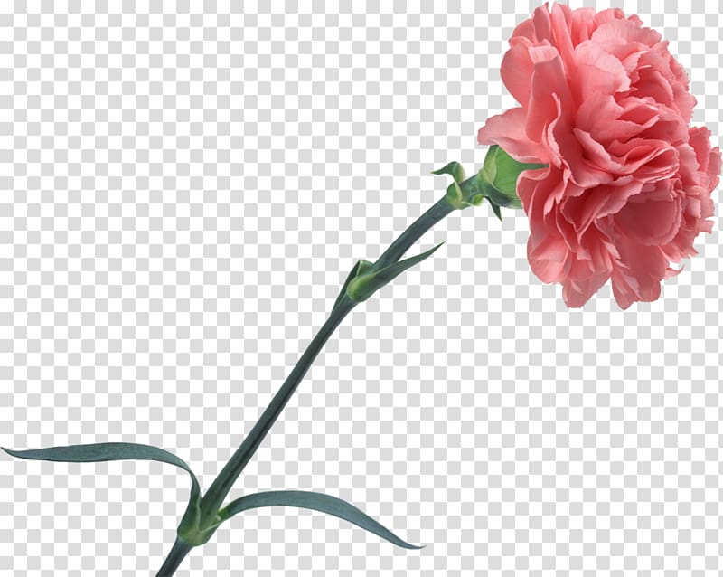 Carnation Cut flowers Rose, CARNATION transparent background PNG clipart