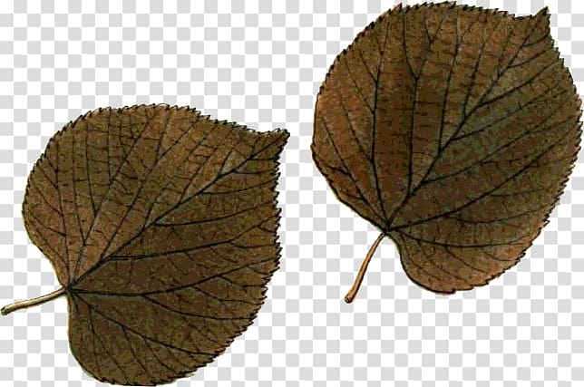 Leaf Northern Hemisphere Southern Hemisphere Autumn, Oo transparent background PNG clipart