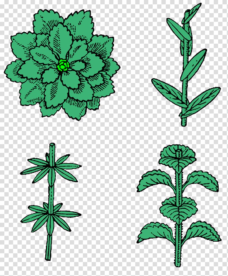 Leaf Phyllotaxis Plant stem Norway, Leaf transparent background PNG clipart