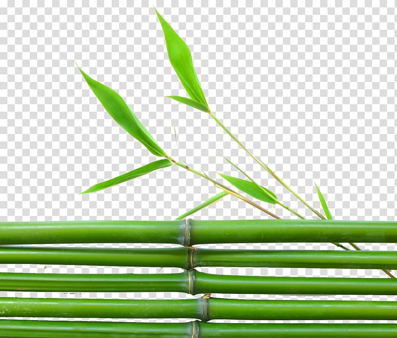 Lucky bamboo Leaf , Green Bamboo transparent background PNG clipart