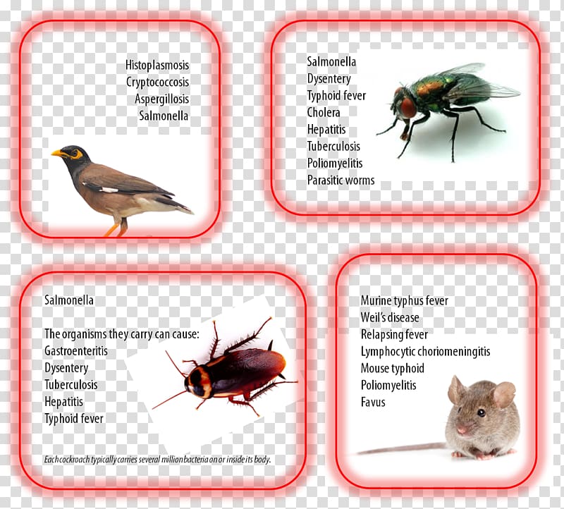 Insect Pest Control Disease Parasitism, insect transparent background PNG clipart