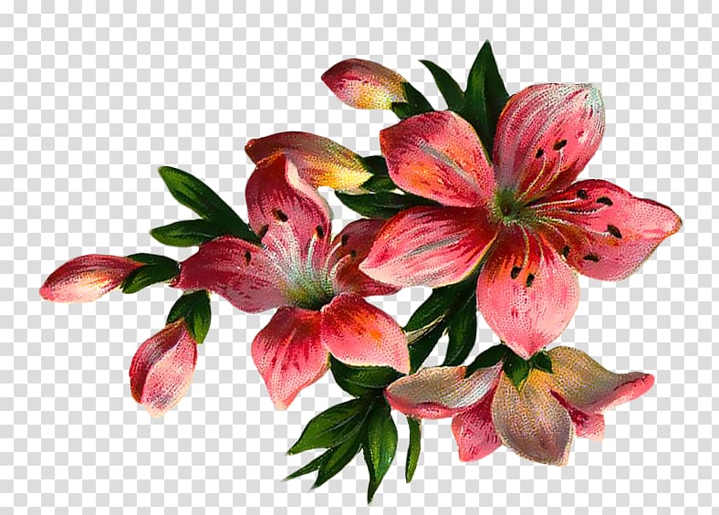 Flower , flower transparent background PNG clipart