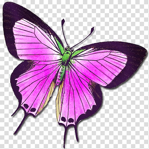 Butterfly Insect Animal Moth , buterfly transparent background PNG clipart