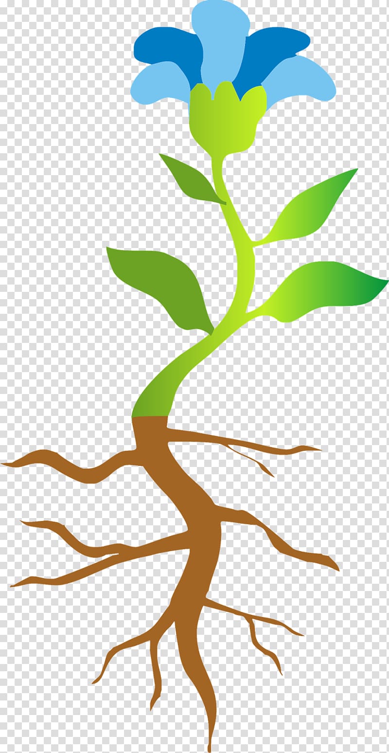 Plant stem Hemiepiphyte synthesis, didactic transparent background PNG clipart