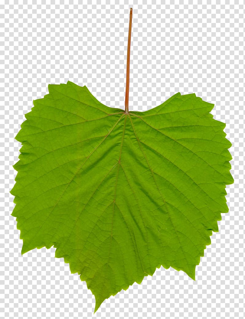 Common Grape Vine Wine Grape leaves , grape transparent background PNG clipart