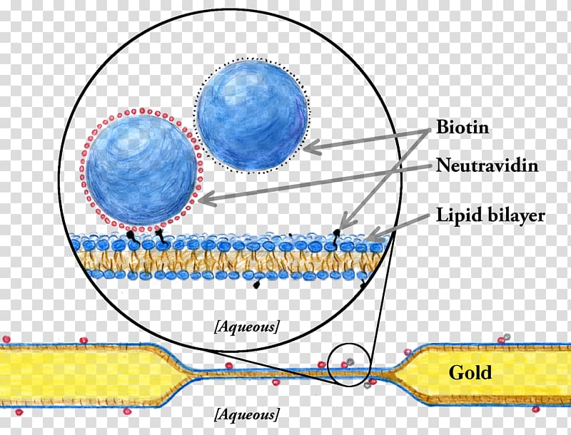 Model lipid bilayer Biological membrane Cell membrane, membrane transparent background PNG clipart