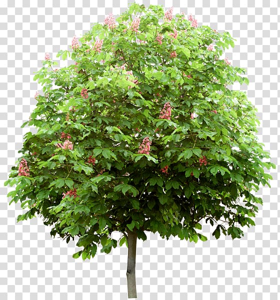 Tree Shrub Information, tree transparent background PNG clipart