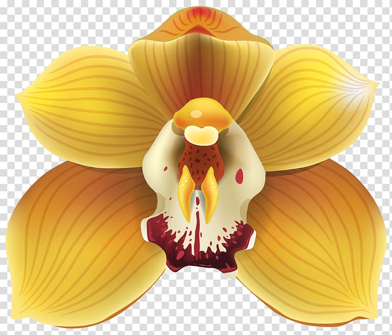Cypripedium Flower Yellow , orchid transparent background PNG clipart