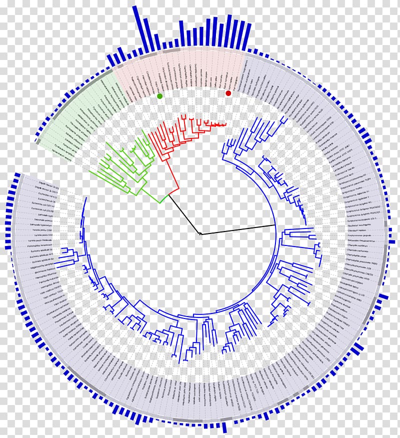 Genome size Tree of life Phylogenetic tree Evolution, tree timeline transparent background PNG clipart