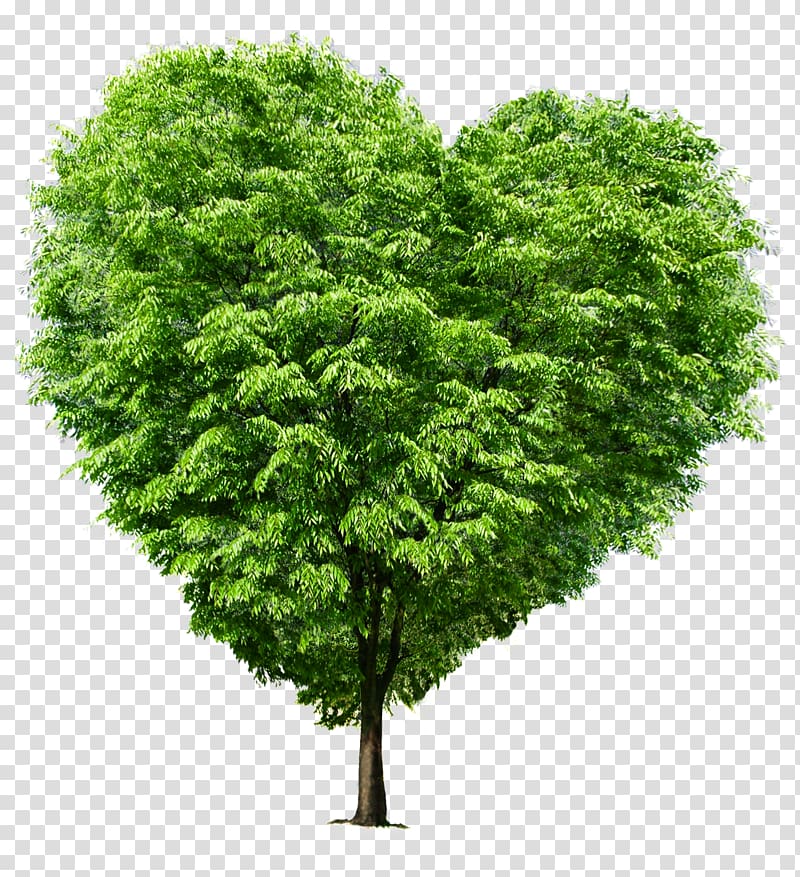 Heart-shaped trees transparent background PNG clipart