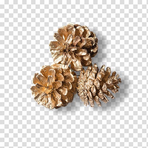 Conifer cone Scalable Graphics , DIY dried pine cone transparent background PNG clipart