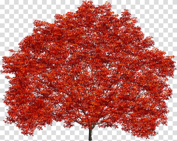 treelet Shrub Maple leaf Northern Red Oak, red maple transparent background PNG clipart