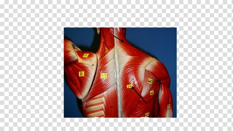 Shoulder Rhomboid major muscle Gracilis muscle Rhomboid muscles, Trapezius Muscle transparent background PNG clipart