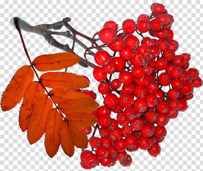 LiveInternet Hawthorn Tanghulu Mountain-ash Berry, hawthorn transparent background PNG clipart