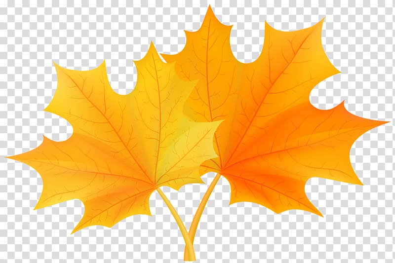 Wilfrid Laurier University Alumnus Academic degree Maple leaf, Leaves real transparent background PNG clipart