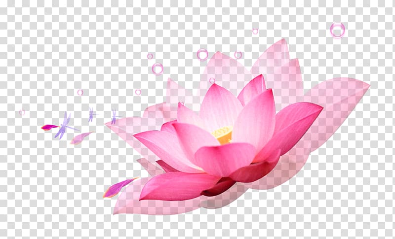 , Lotus decorative elements transparent background PNG clipart