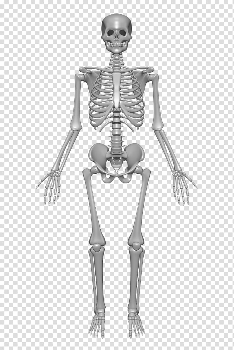 gray skeleton , Human skeleton Human body Anatomy Bone, Skeleton transparent background PNG clipart