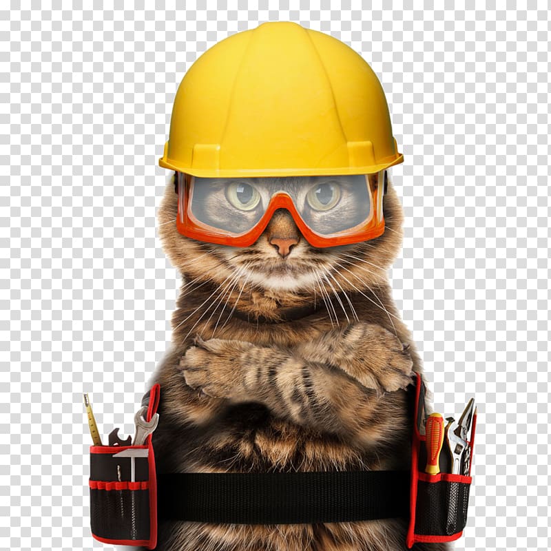 cat with yellow hard hat illustration, Snowshoe cat Exotic Shorthair Siamese cat Kitten Cat food, Cat fireman transparent background PNG clipart