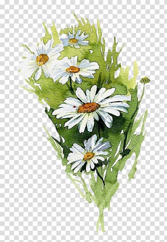 Watercolor painting Common daisy Illustration, Hand painted watercolor chrysanthemum transparent background PNG clipart
