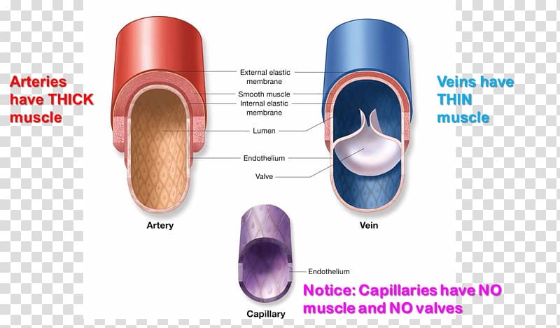 Capillary Pulmonary artery Vein Function, heart transparent background PNG clipart