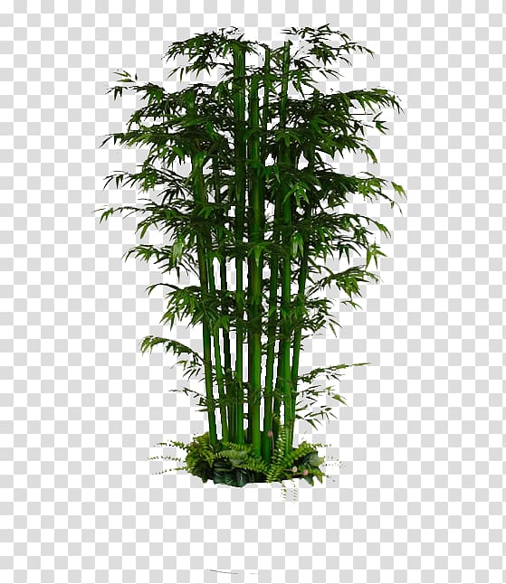 green bamboo plant illustration, Lucky bamboo Bambusa multiplex Plant, Green Bamboo transparent background PNG clipart