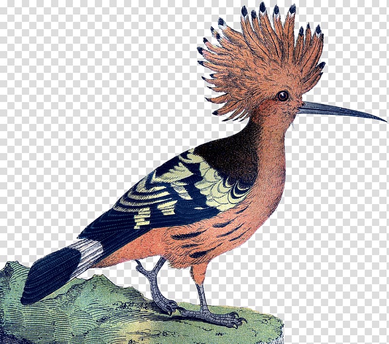 Bird Galliformes Feather Beak Crest, pink bird transparent background PNG clipart