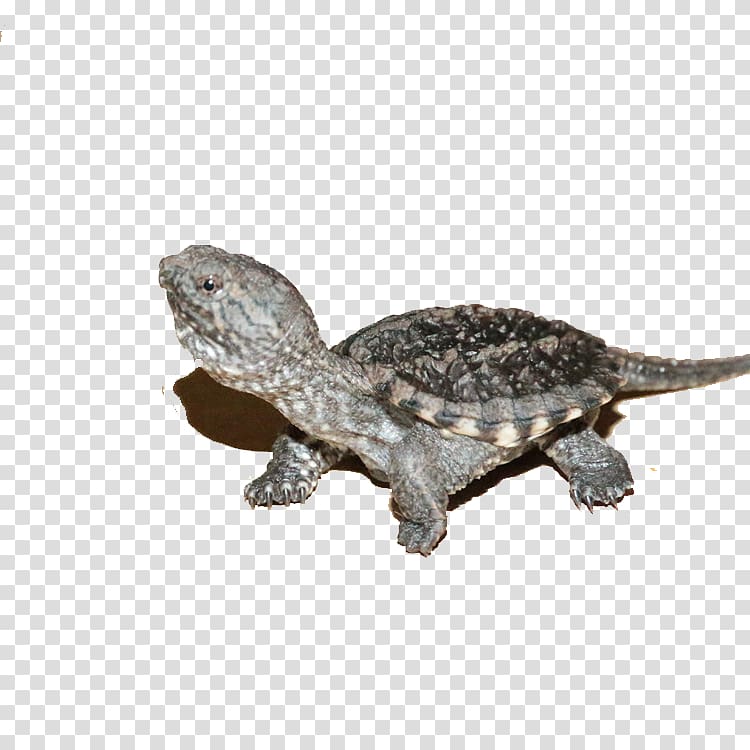 Alligator snapping turtle Crocodiles Alligator snapping turtle Chinese pond turtle, Small yellow shell snapping turtle transparent background PNG clipart