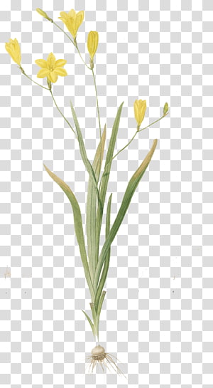 yellow flowers, Creative Watercolor Watercolor: Flowers Floral design Watercolor painting, Watercolor Floral transparent background PNG clipart thumbnail