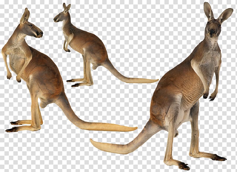 australian kangaroo transparent background PNG clipart