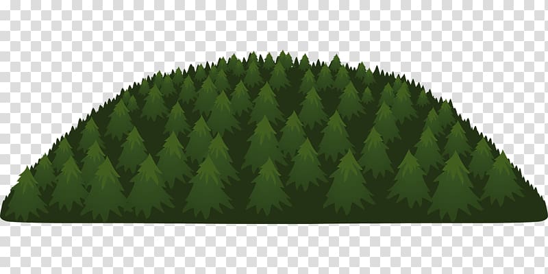 Tree Forest Evergreen Conifers, pine leaves transparent background PNG clipart