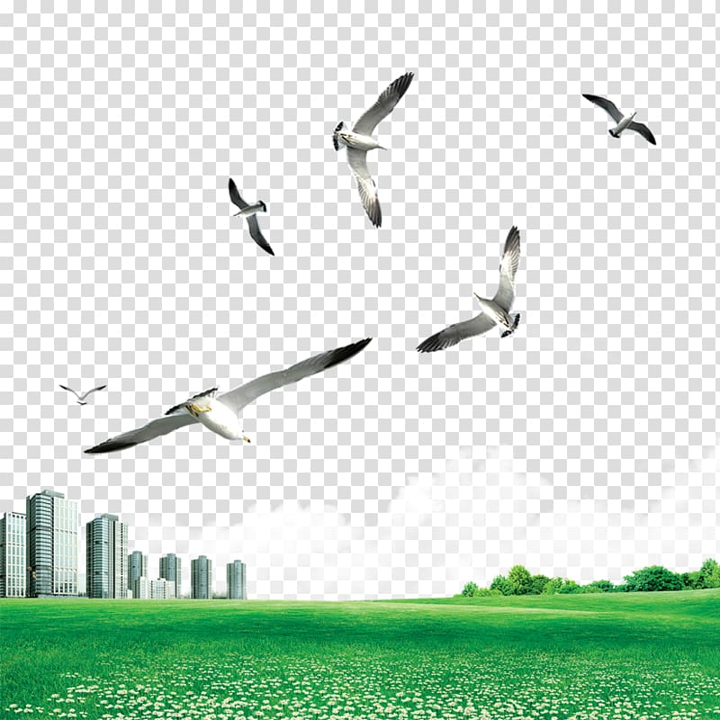 Gulls Bird, Acorns transparent background PNG clipart