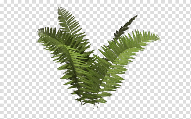 of green furn plant, Ostrich Fern Plant Tree Fern Ecology, fern transparent background PNG clipart