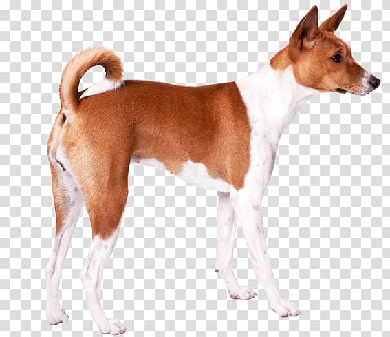 Basenji English Foxhound Plummer Terrier Tenterfield Terrier Dog breed, others transparent background PNG clipart