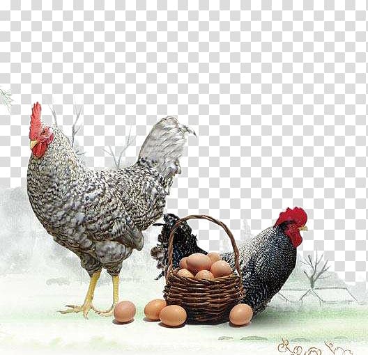 two dom roosters and organic eggs, Plymouth Rock chicken Phoenix chicken Silkie Rooster Shandong, Aloe chicken eggs transparent background PNG clipart