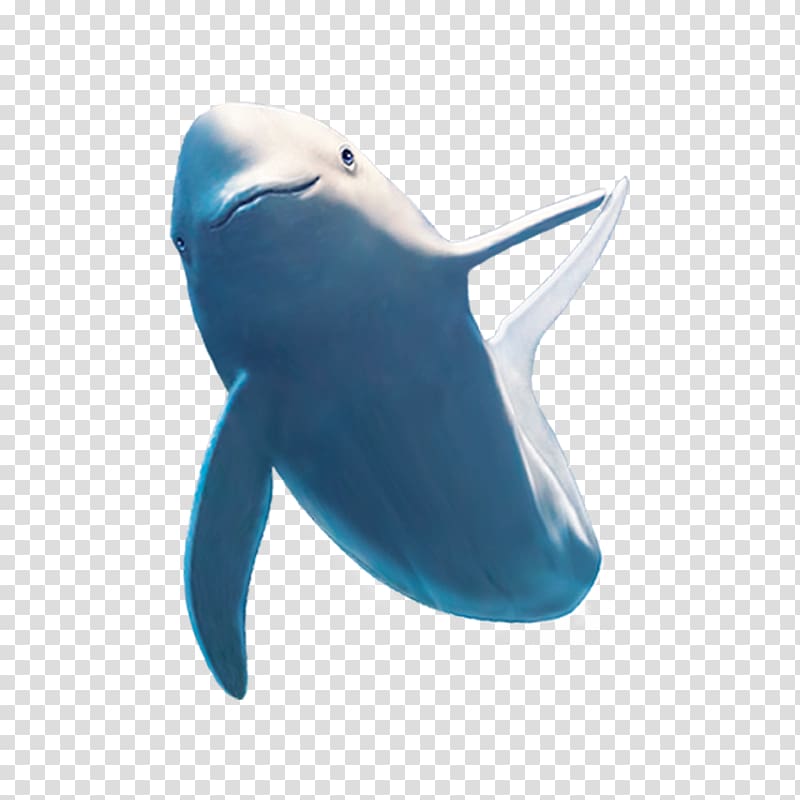 Common bottlenose dolphin Shark Beluga whale, Shark material transparent background PNG clipart