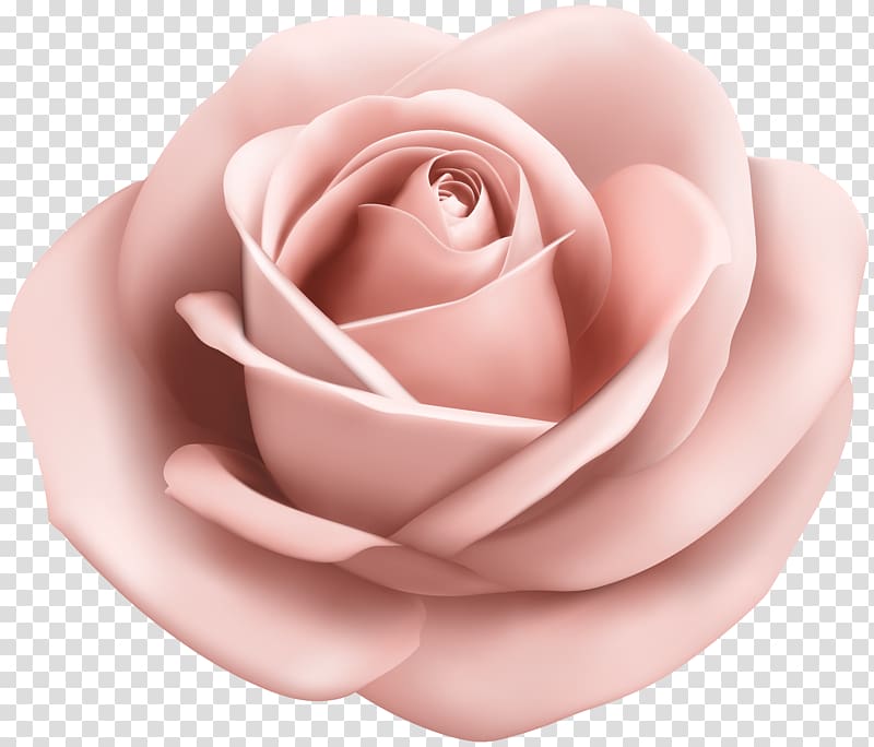 pink rose , Garden roses Pink , Rose Soft Peach transparent background PNG clipart