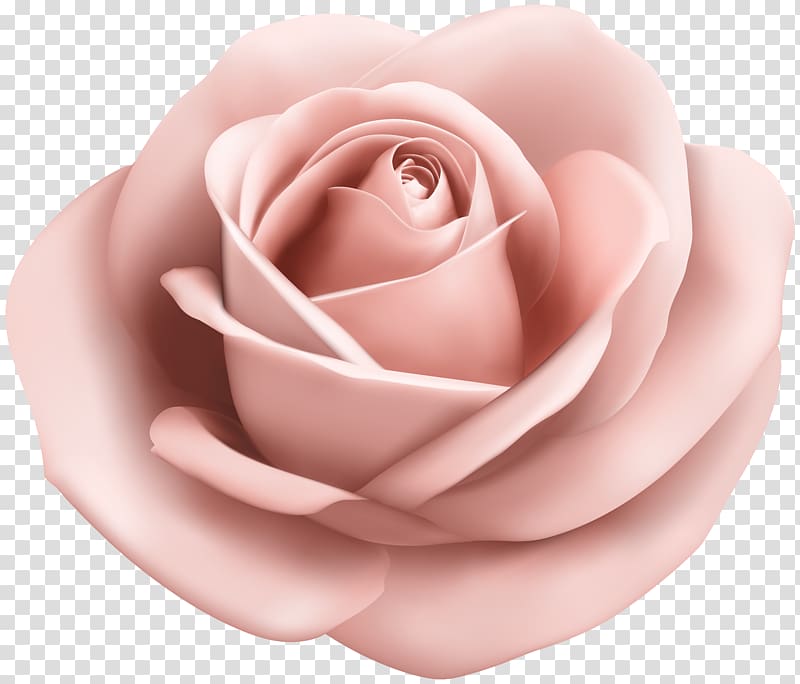 Rose Flower Pink , Pink Roses Decoration , pink rose illustrations  transparent background PNG clipart