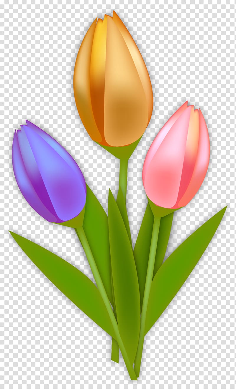 Tulip Netherlands Euclidean , hand painted tulips transparent background PNG clipart