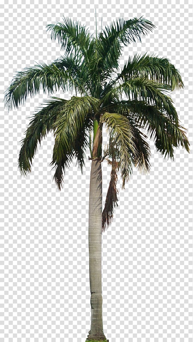coconut palm tree, Arecaceae Roystonea regia, Coconut Tree HD transparent background PNG clipart