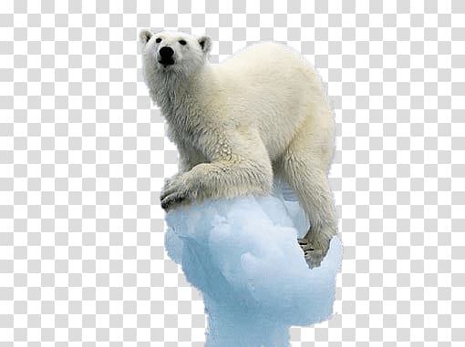 polar bear, Polar Bear on Melting Iceberg transparent background PNG clipart