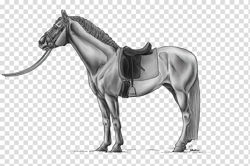 Mane Horse Stallion Pony Rein, horse transparent background PNG clipart