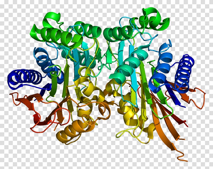 TASP1 Protein Gene Enzyme Protease, others transparent background PNG clipart